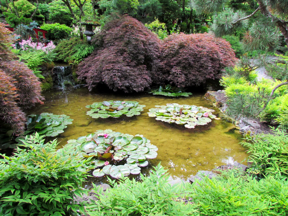 Японский сад прудик