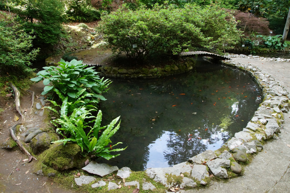 Грузия Ботанический сад Батуми пруд с рыбками