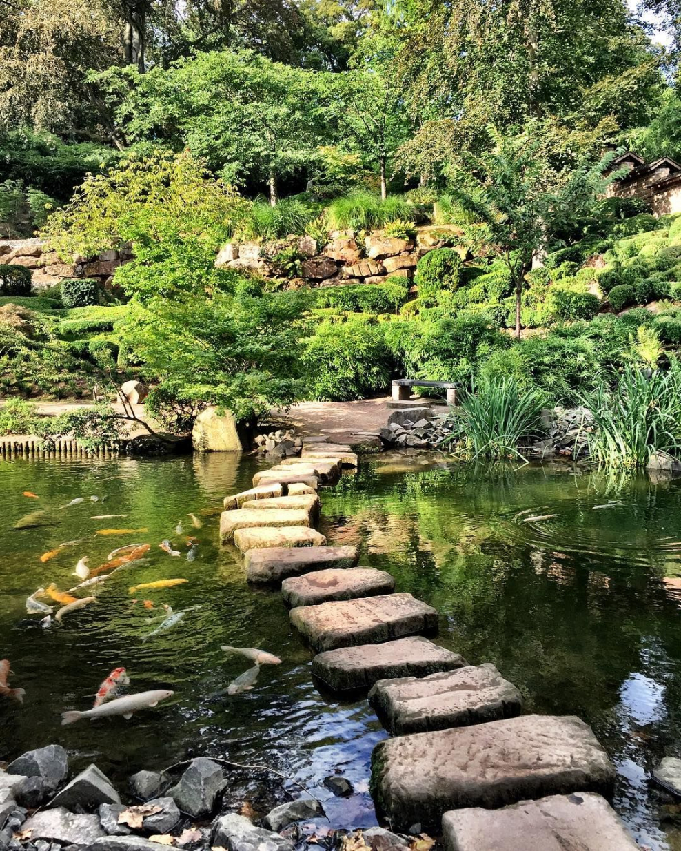 Лотосовый пруд Япония