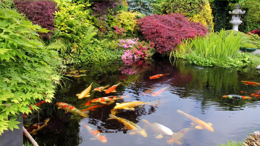 Японский пруд с карпами