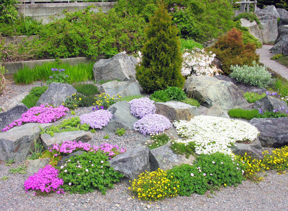 Флокс шиловидный в рокарии