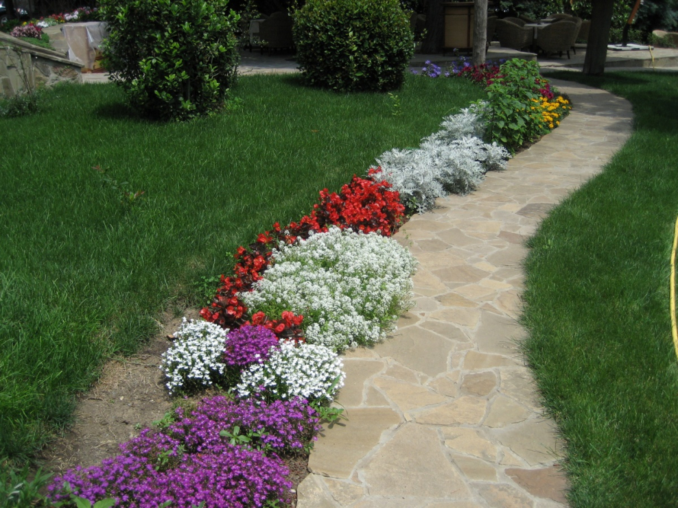 Рабатка аллисума