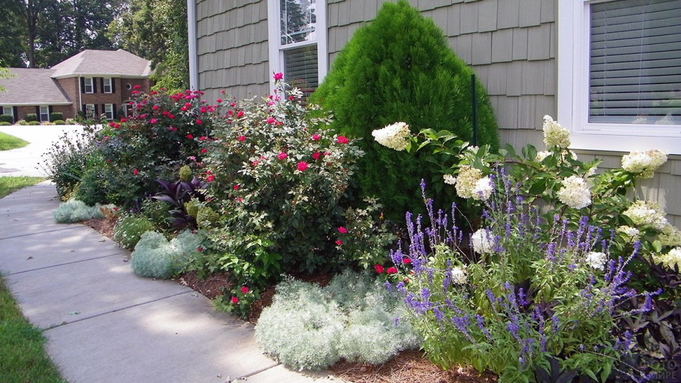 Миксбордер с гортензией метельчатой