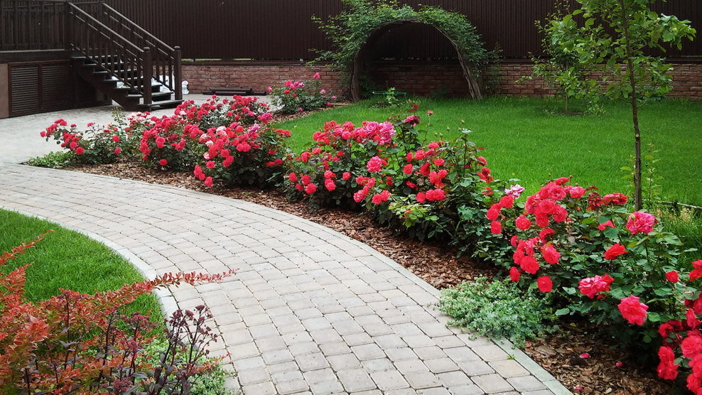 Розарий рабатка