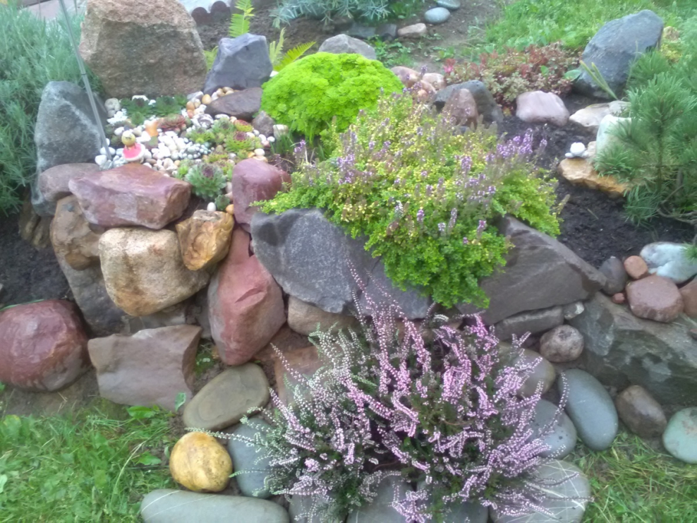 Альпийская горка с каменной розой