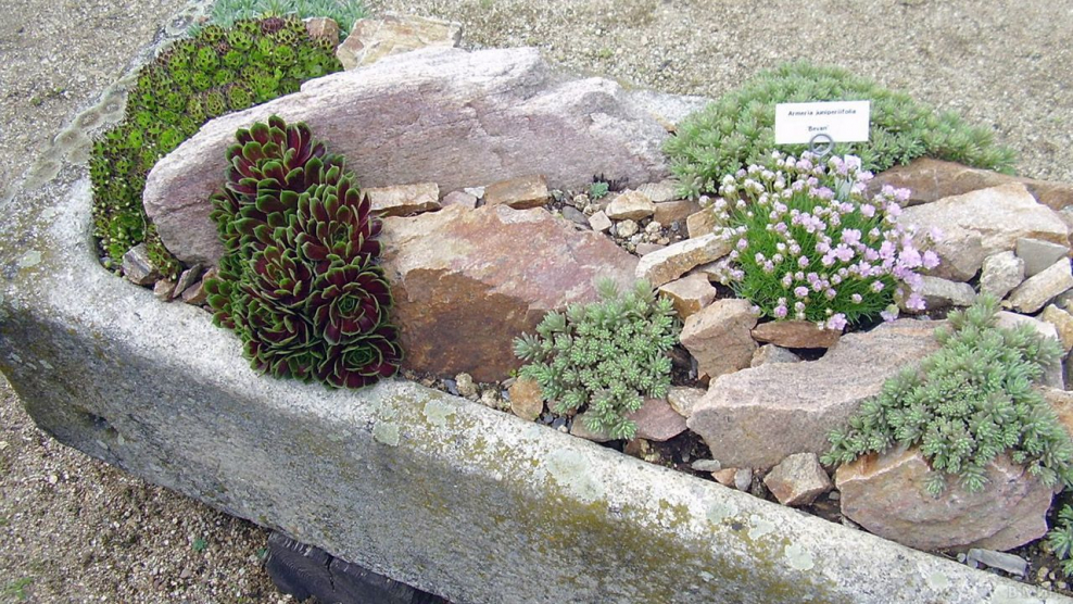 Грядка рокарий