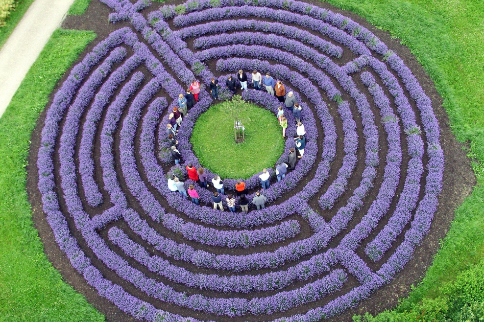 Лавандовый Лабиринт