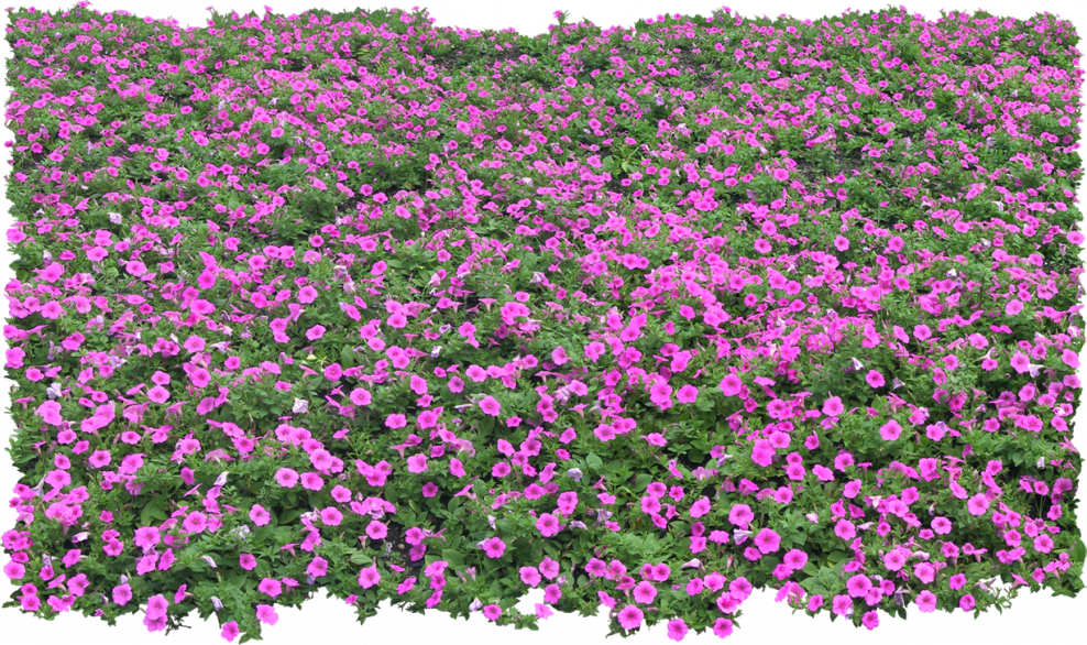 Цветы вид сверху