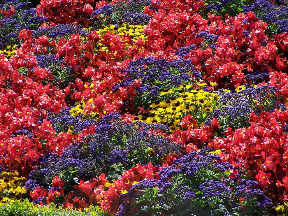 Планета в цветах