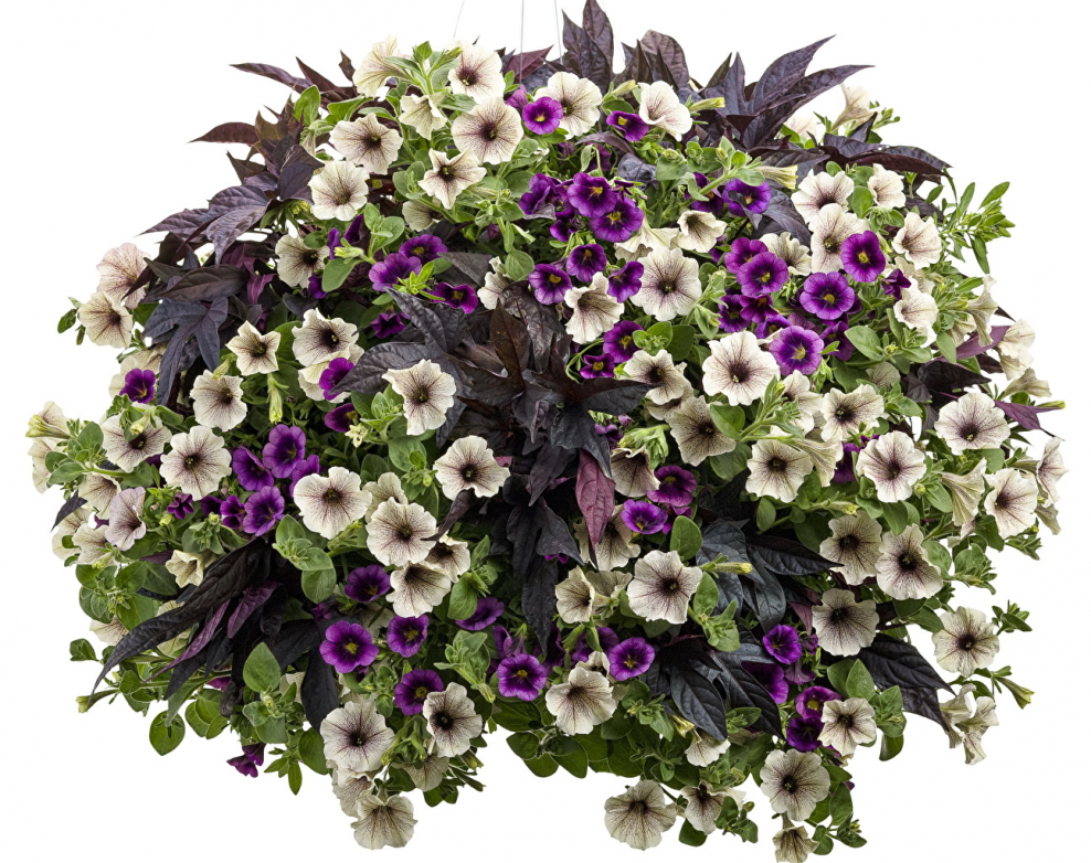 Калибрахоа SUPERBELLS grape Punch