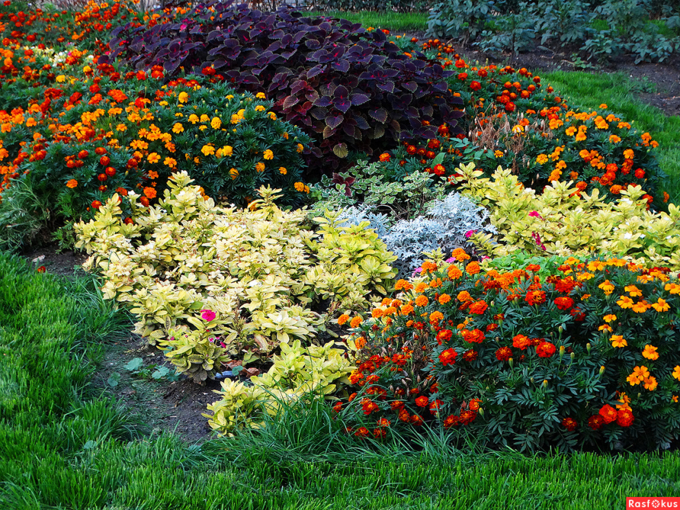 Цветник сверху