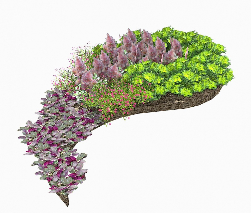 Рабатка Тунберга