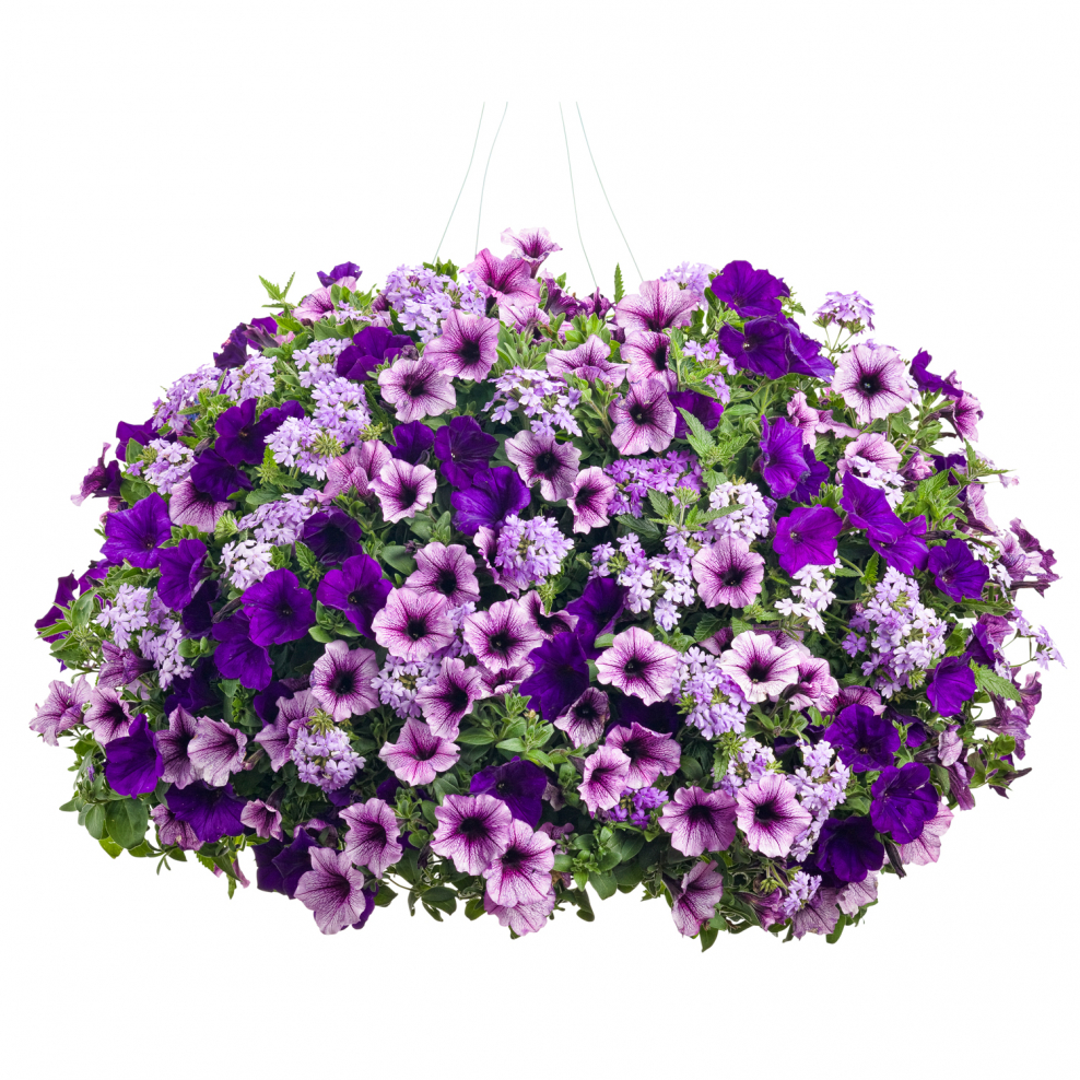 Хризантемы в миксбордере