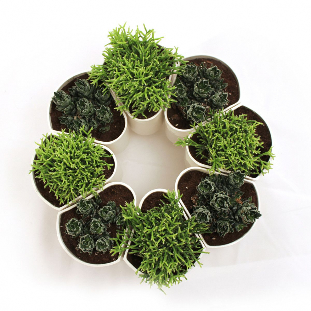 Петуния Petunia-Lavender-Bouquet