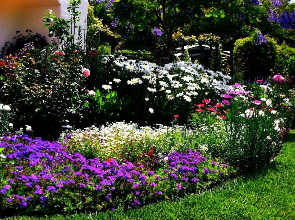 Петунии в миксбордере