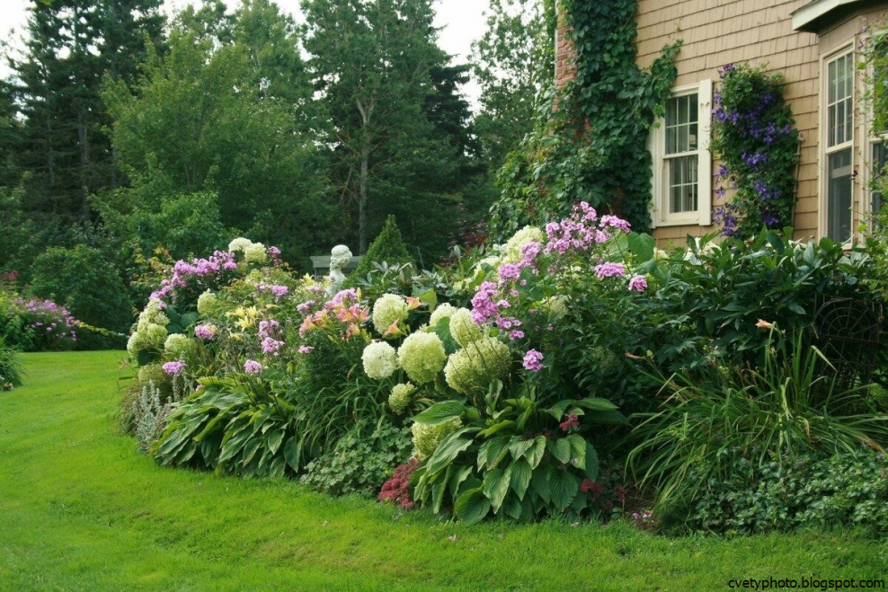 Гортензия сирень миксбордер