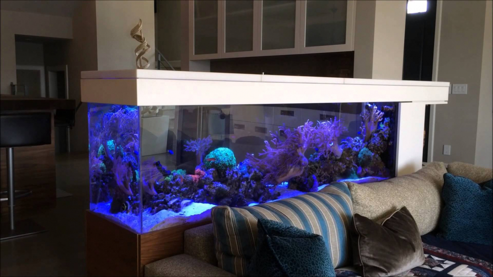 Сухой аквариум в интерьере