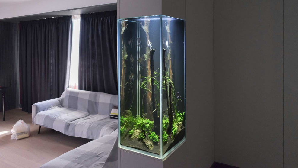 Аквариум в маленькой квартире