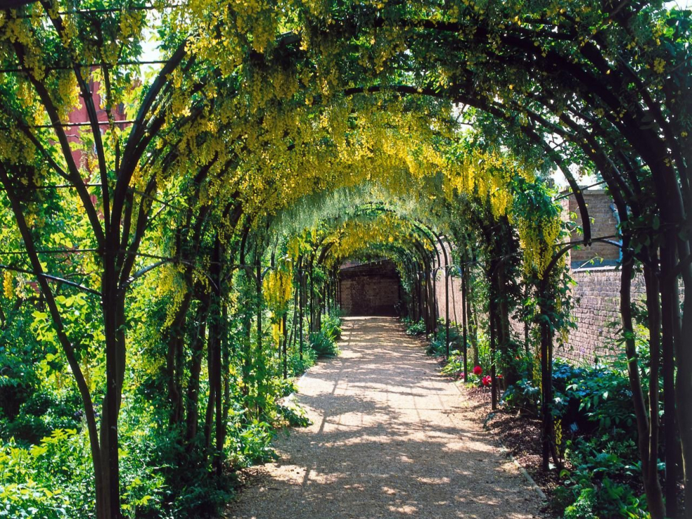 Сад Баумана пергола