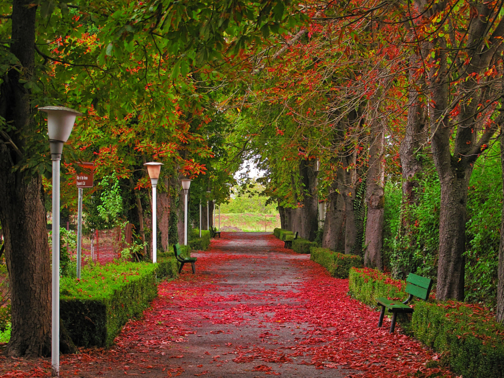 Вертикальное Озеленение Берсо