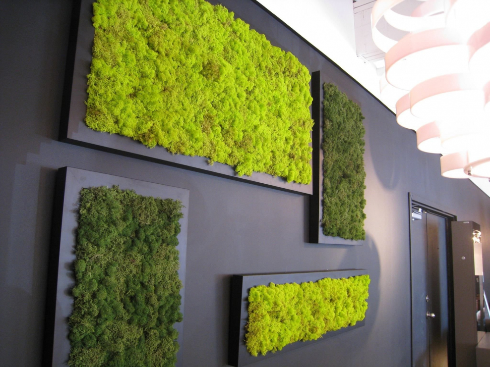 Фитостены ягель