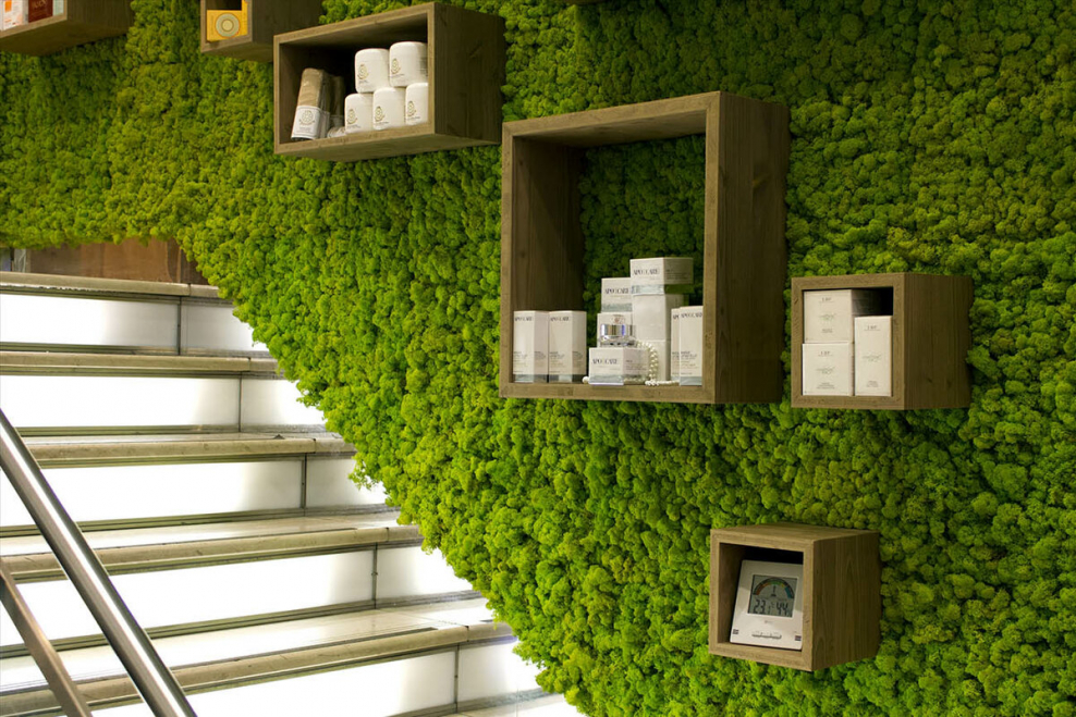 Фитостена мох