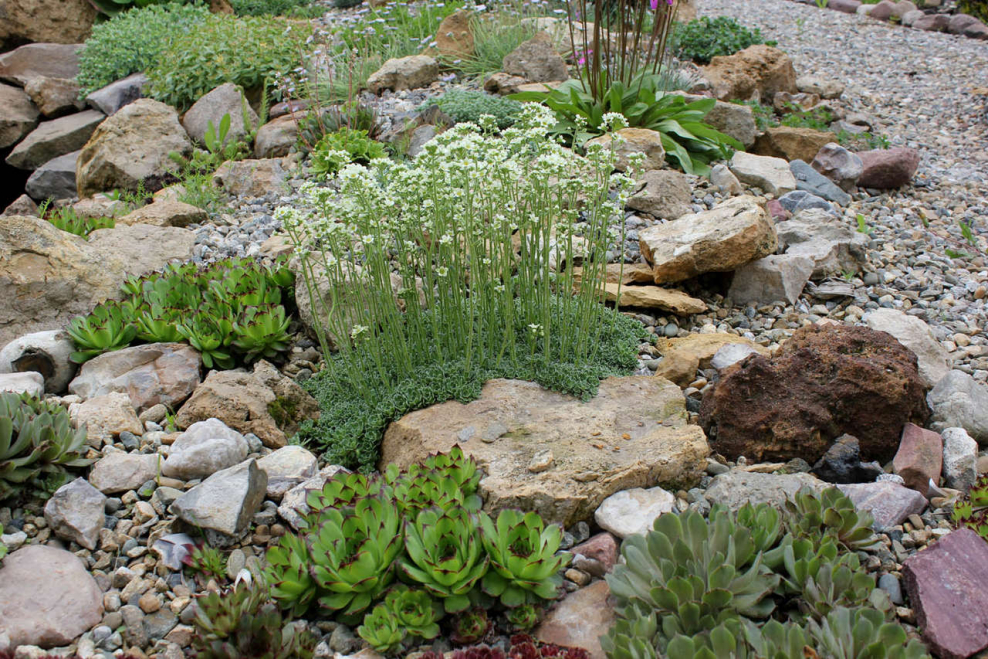 Каменистые сады Альпийская горка