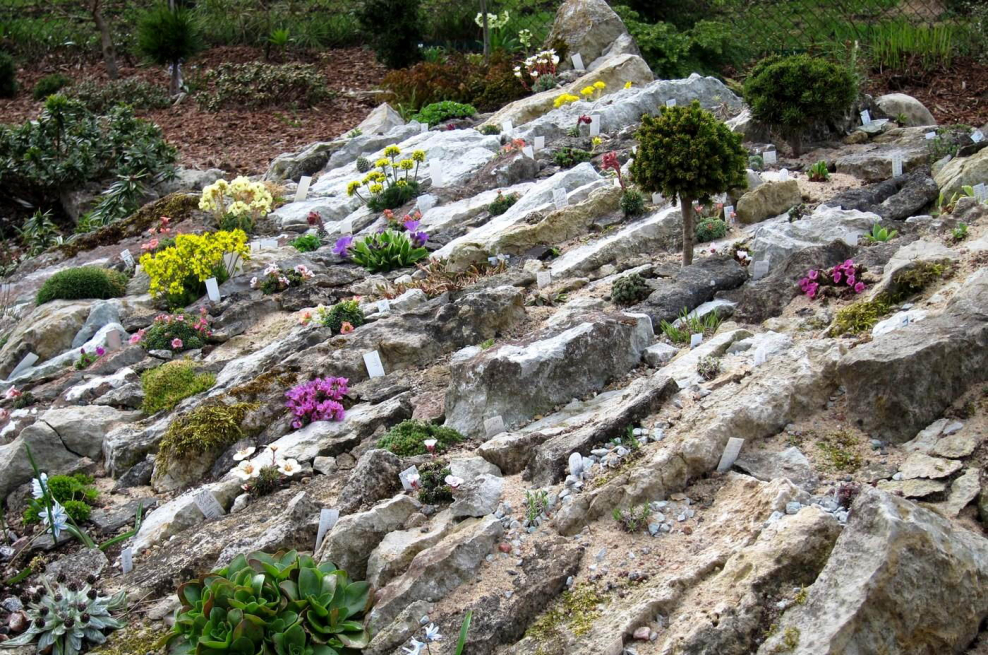 Вереск на альпийской Горке