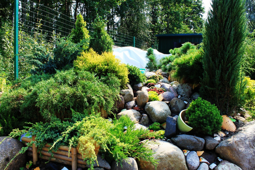 Ландшафт Хоста можжевельник горка