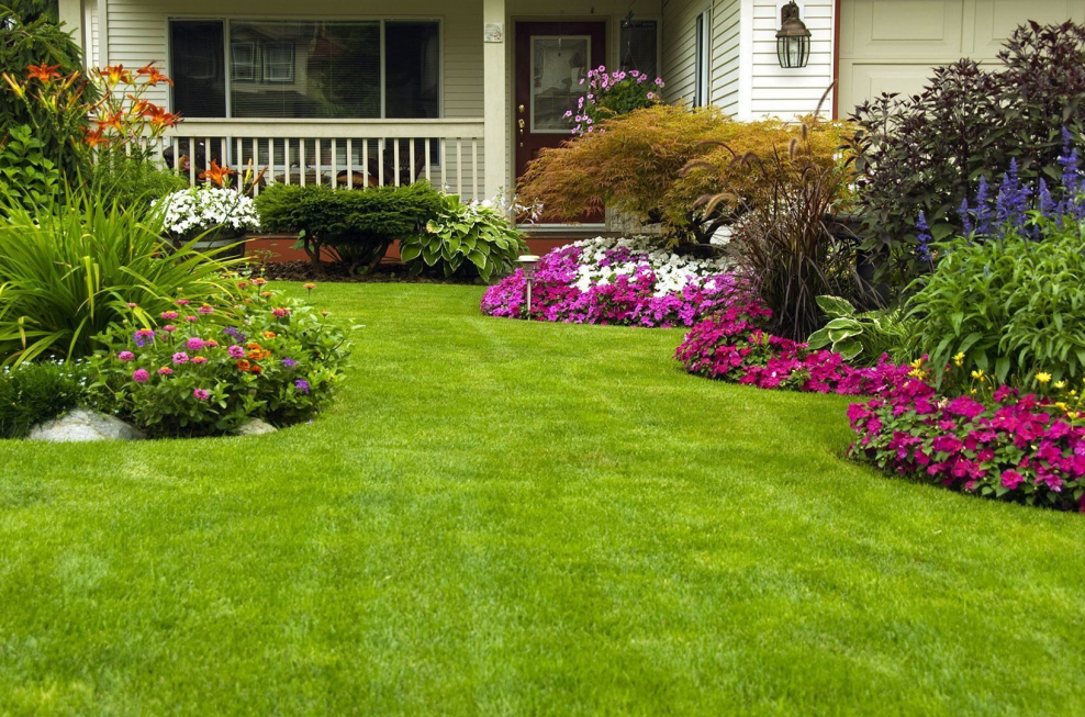 Многолетний красивоцветущий газон