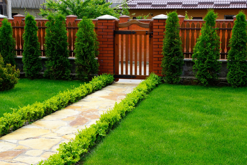 Туя Даника вдоль дорожки