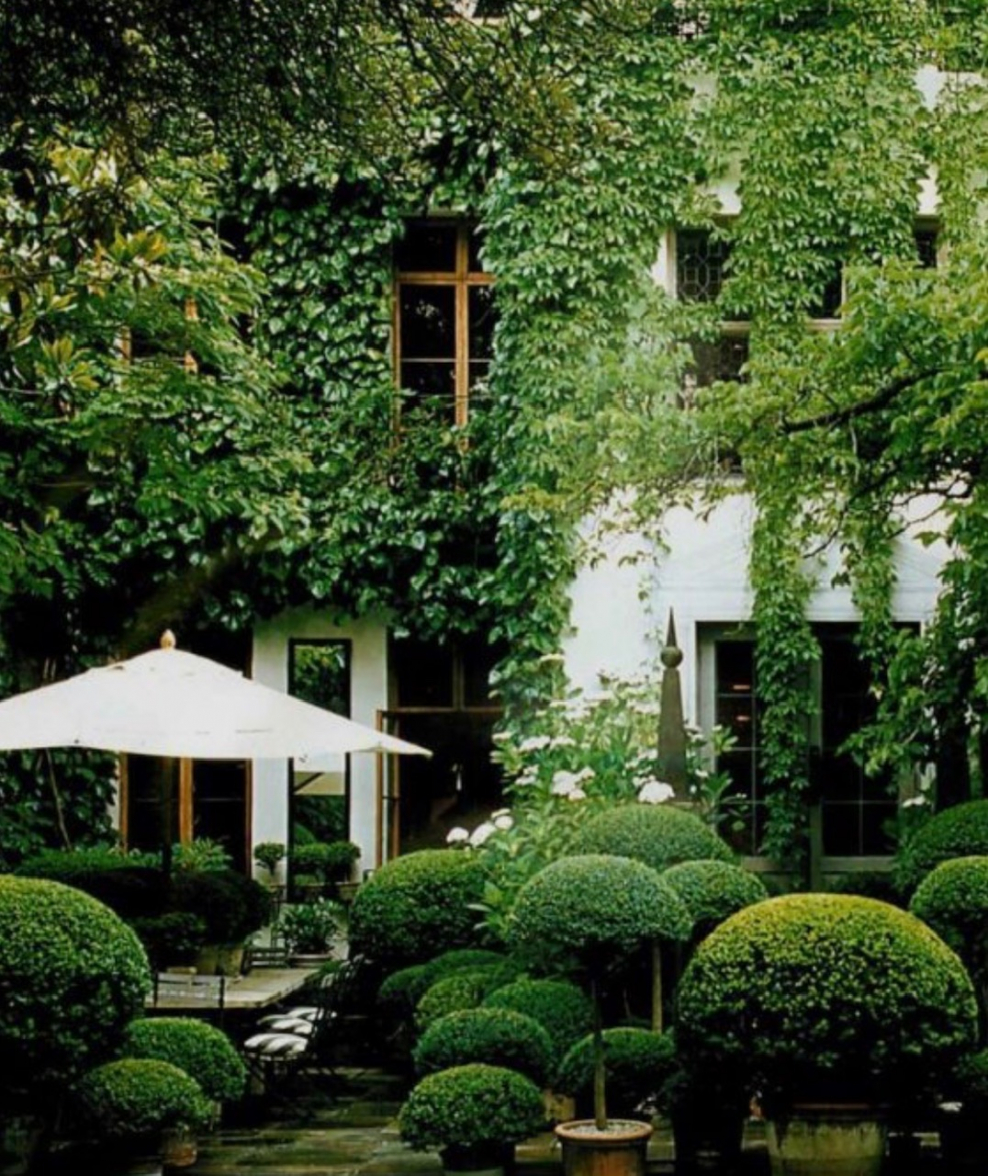 Самшит в японском саду