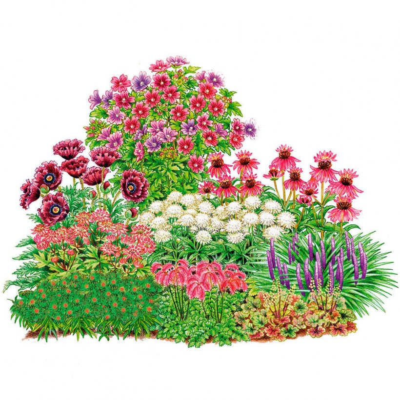 Астра Дженни миксбордере