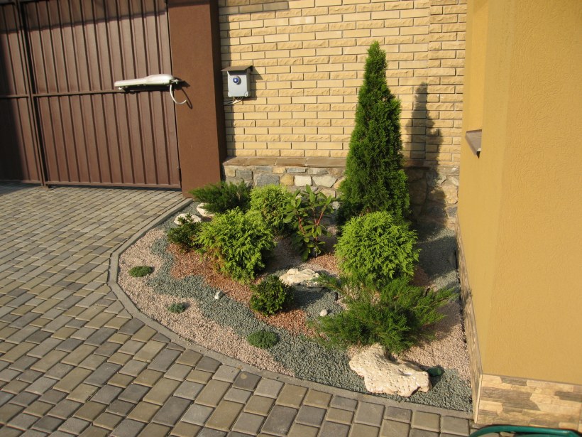 Патио хвойники у забора