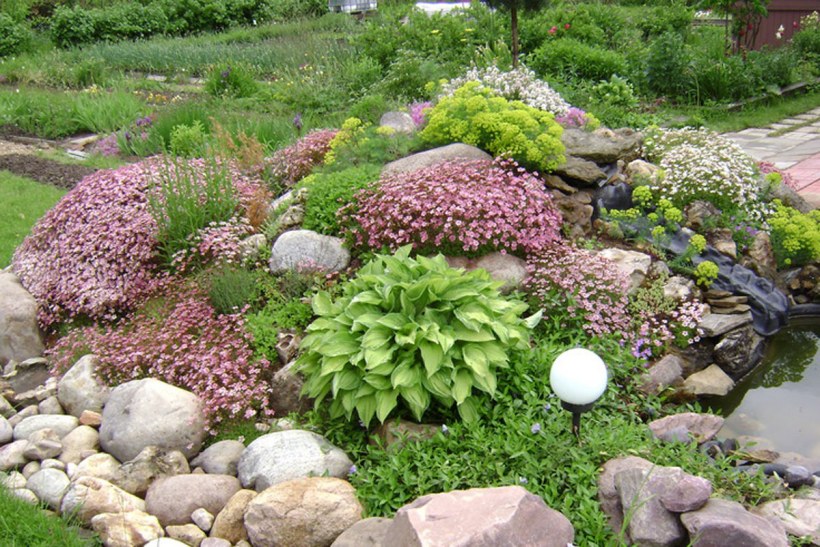 Молодило Каменистый сад