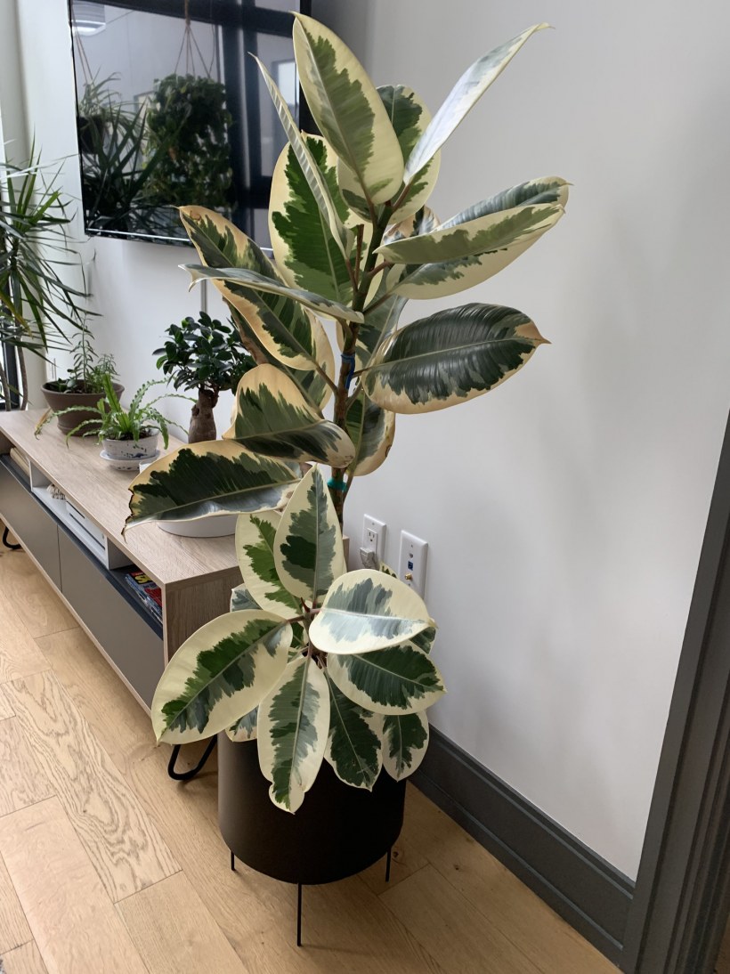 Фикус эластика Тинеке d17