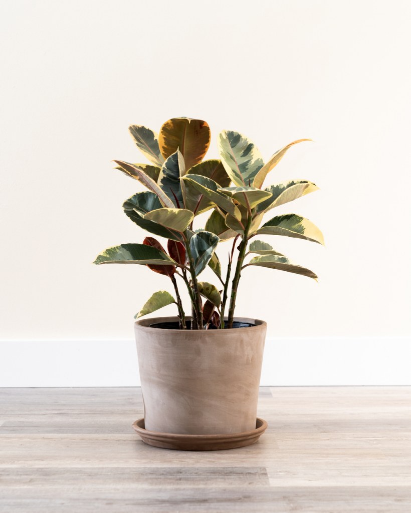 Фикус каучуконосный Тинеке