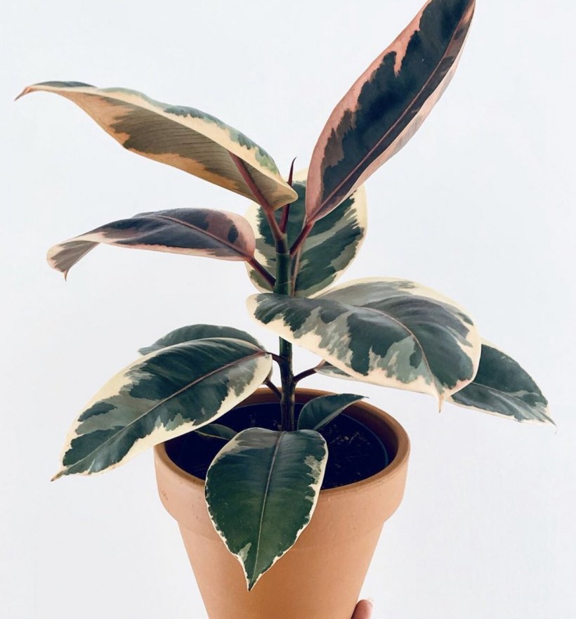 Фикус каучуконосный эластика