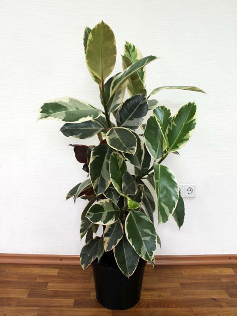 Фикус Марбл Сплеш