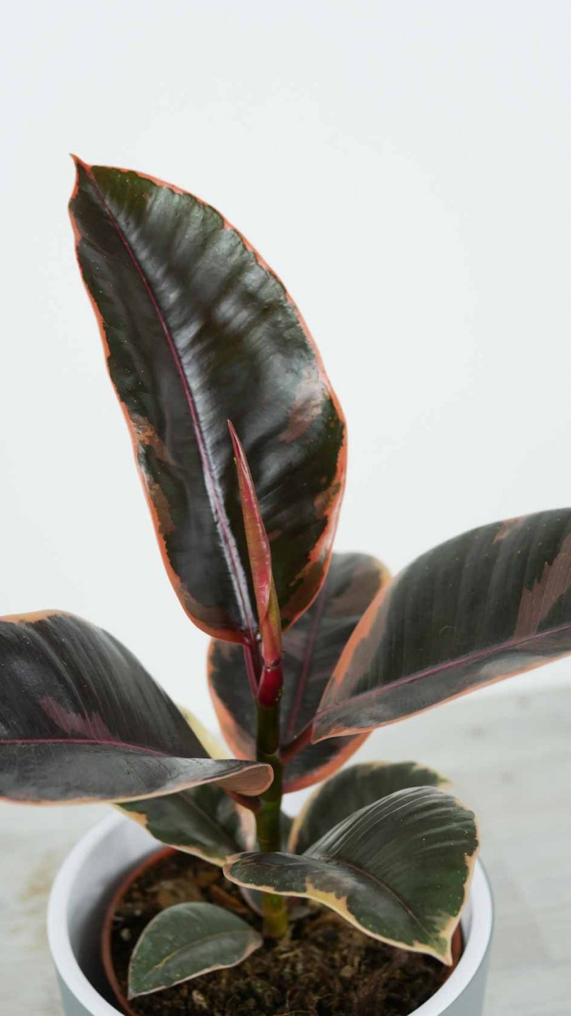 Фикус эластика Тинеке Ficus elastica ‘Tineke’