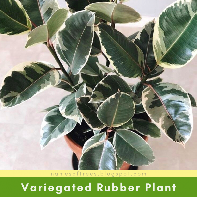 Фикус Бейлиз