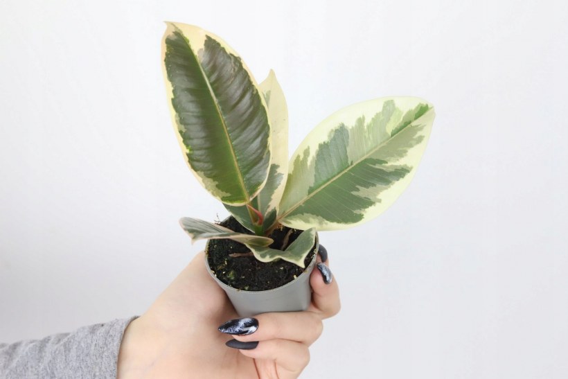 Фикус эластика Тинеке