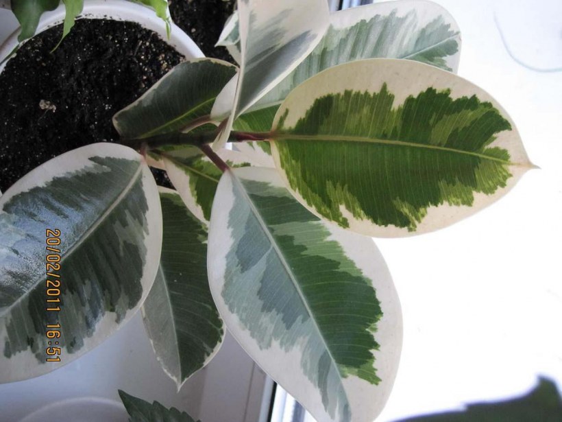 Фикус altissima