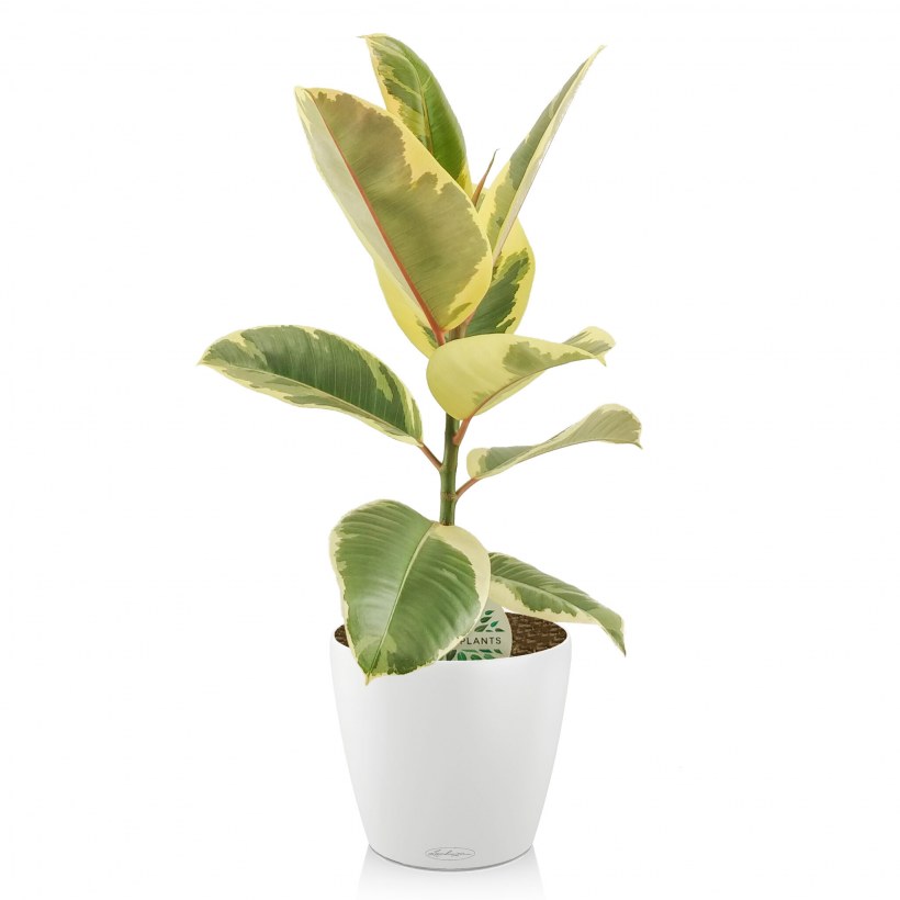 Фикус эластика микс