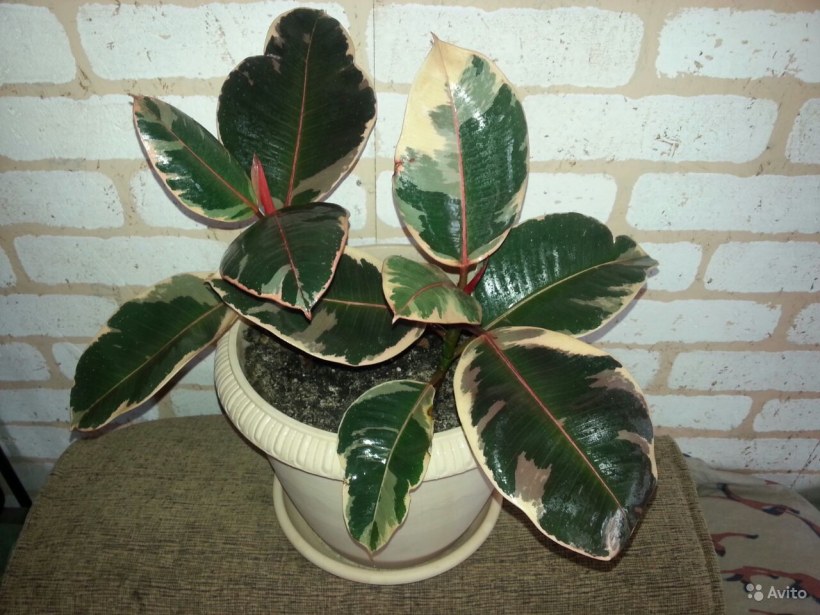 Фикус каучуконосный Тинеке