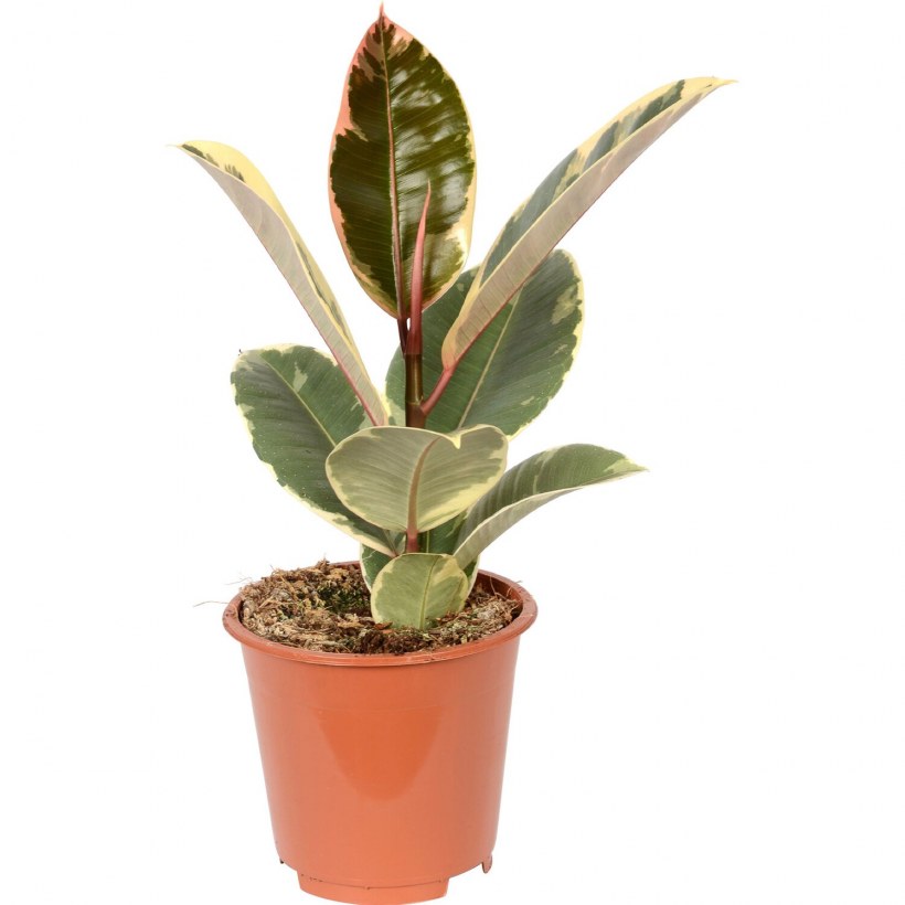 Фикус Тинеке дома приметы