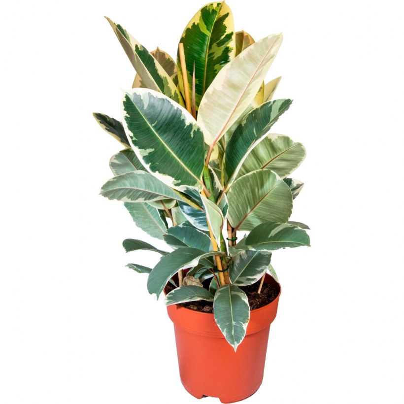 Фикус эластика вариегатный