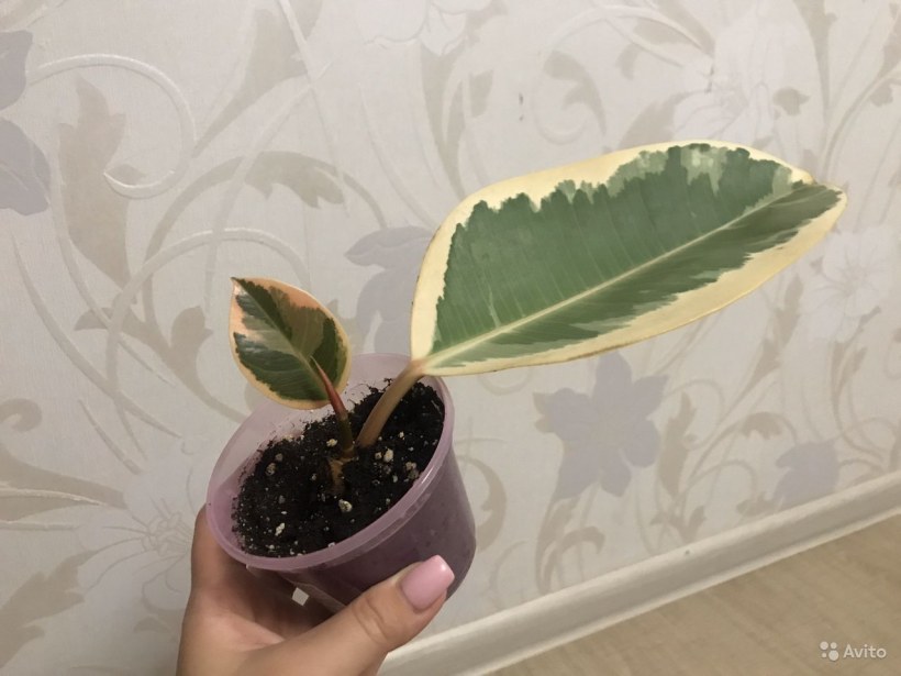 Фикус Мелани Вариегата