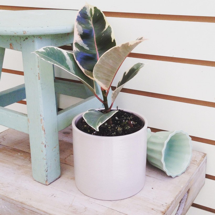 Фикус каучуконосный Tineke