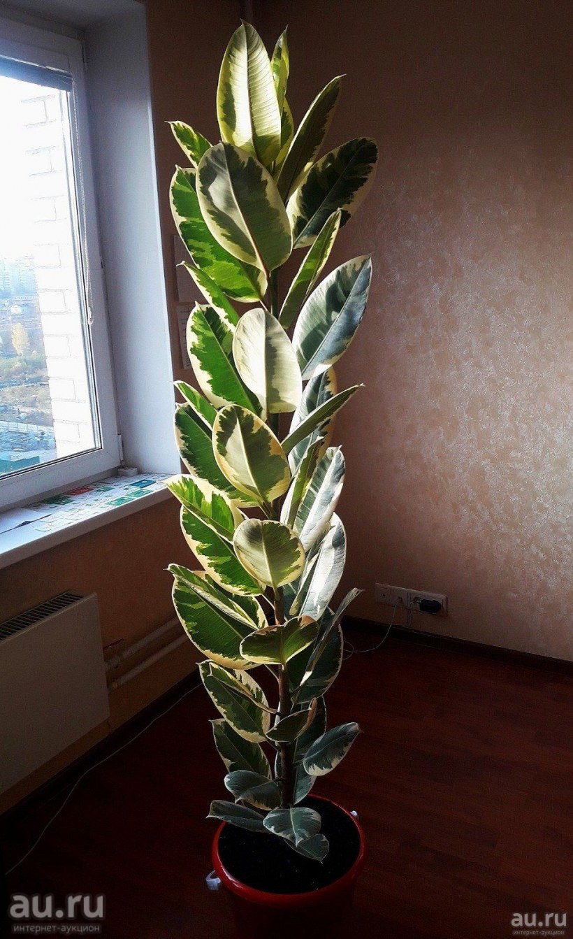 Фикус каучуконосный Тинеке